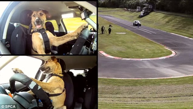 Porter, a ten-month-old beardie cross, became the first dog in the world to drive a car. He negotiatied a New Zealand race track in the specially modified Mini
