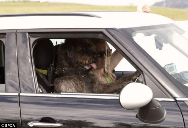 Monty, a giant schnauzer cross, was pictured driving a mini down a race track in New Zealand in 2012