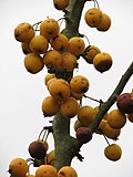 A rich table for birds - close view of fruit - geograph.org.uk - 607135.jpg